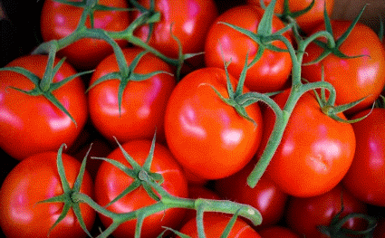 Red Tomatoes