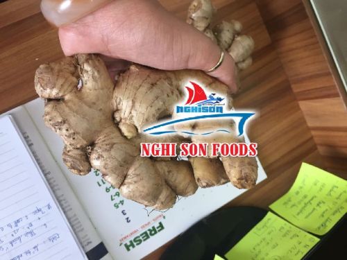 Fresh ginger, Brand Name : Nghi son agrico, Packaging Size : 10-14