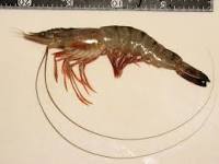 King Prawn Black Tiger