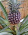 Fresh pineapple, Storage : Cool Place