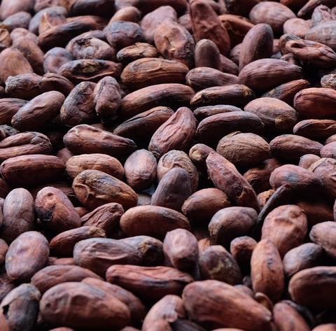 Cocoa beans, Condition : Dried