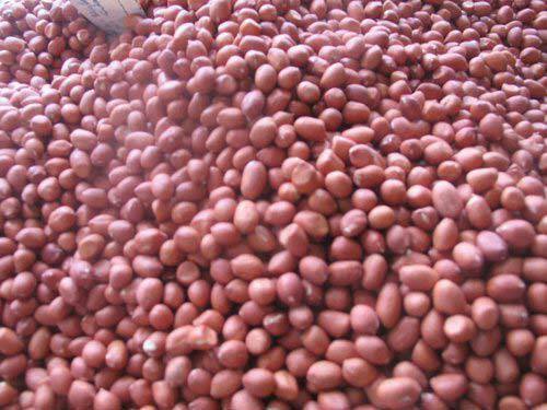 Groundnut seed, Packaging Type : Red