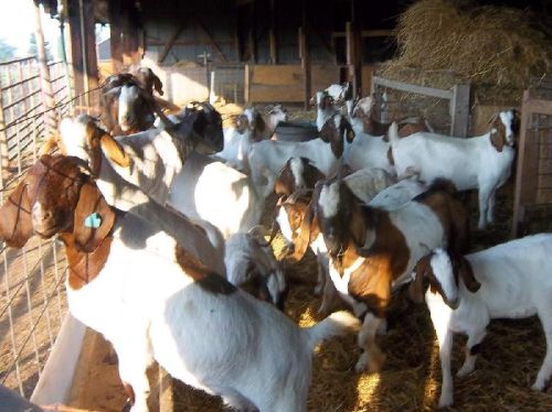 Live Boer Goats