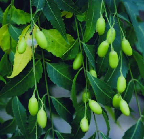 Neem Fruit