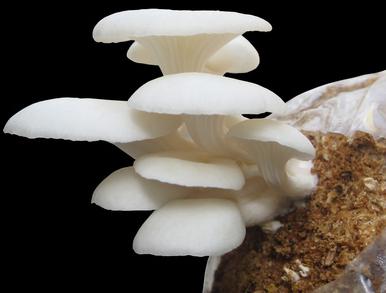 Fresh oyster mushroom, Application : Cooking, Restaurant