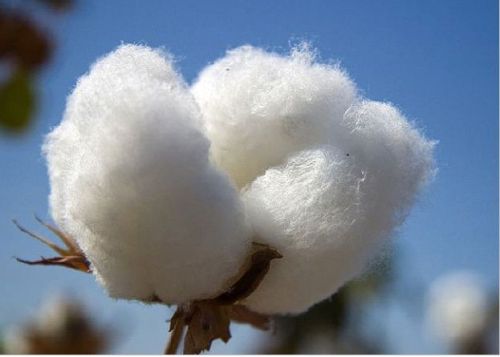 Cotton