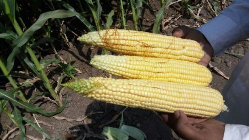 Whole Maize