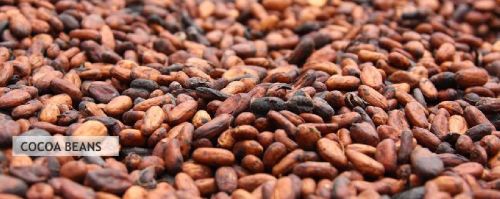 Cocoa beans, Packaging Size : 5-25kg