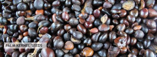 Palm Seeds