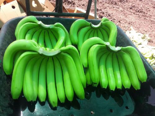 Green Cavendish Banana, Feature : Nutritious