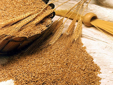 Wheat, Speciality : High In Protein