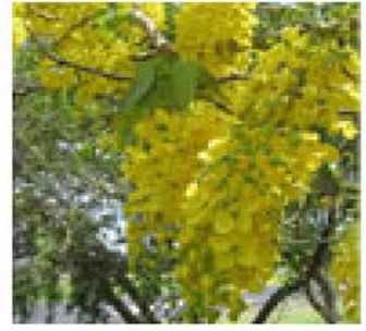 Cassia Fistula Plants