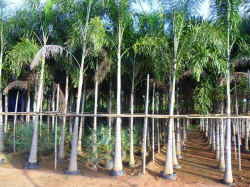 Foxtail Palm