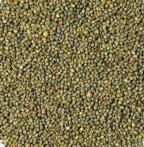 Millet Seeds(Bajra), Color : Green