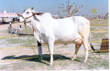 Live Haryana Cow