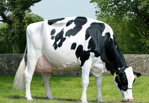 Live Holstein Friesian Cow