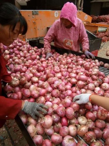Fresh red onion For Human Consumption