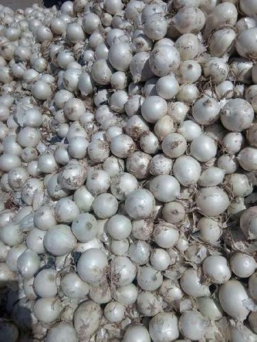 Fresh White Onion, Brand Name : one sun