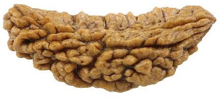 1 Mukhi Rudraksha, Color : Brown