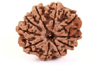 10 Mukhi Rudraksha Original Indonesian, Color : Brown