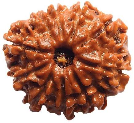 10 Mukhi Rudraksha Original Nepali, Color : Brown