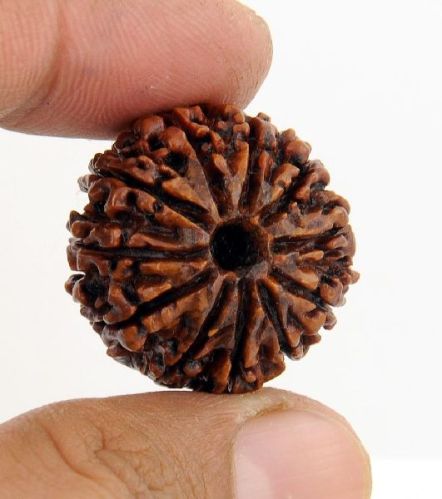 11 Mukhi Nepali Rudraksha