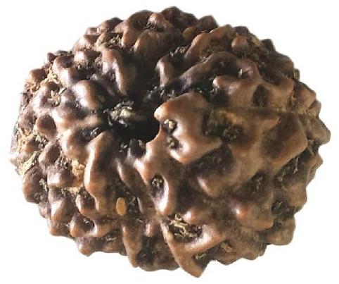 11 Mukhi Rudraksha Original Indonesian, Color : Brown