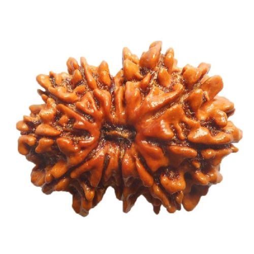 12 Mukhi Nepali Rudraksha