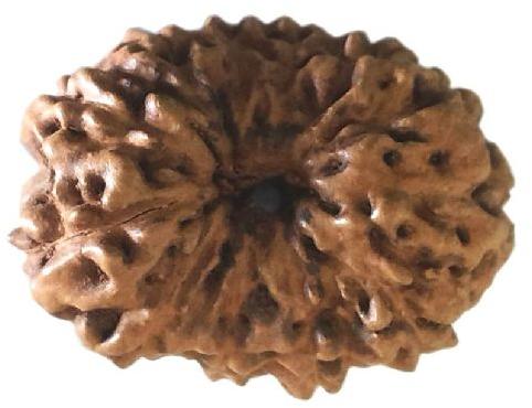 12 Mukhi Rudraksha Original Indonesian, Color : Brown