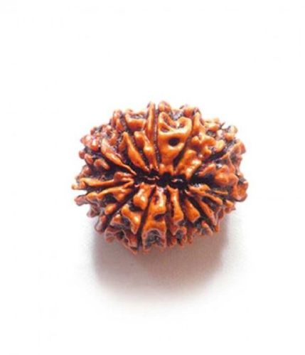 12 Mukhi Rudraksha Original Nepali, Color : Brown