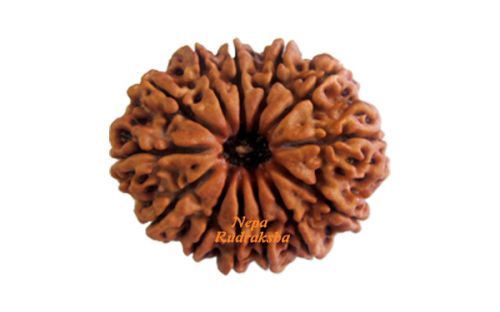 13 Mukhi Nepali Rudraksha