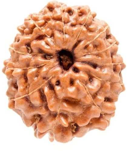 13 Mukhi Rudraksha Original Indonesian, Color : Brown