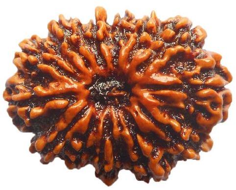 13 Mukhi Rudraksha Original Nepali, Color : Brown