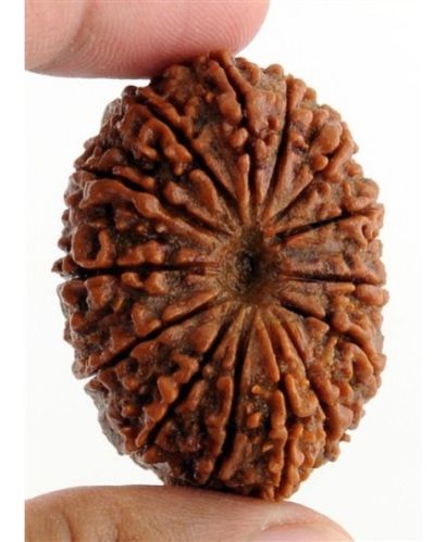 14 Mukhi Nepali Rudraksha