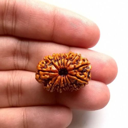 Original 14 Mukhi Rudraksha