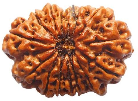 15 Mukhi Rudraksha Original Nepali, Color : Brown