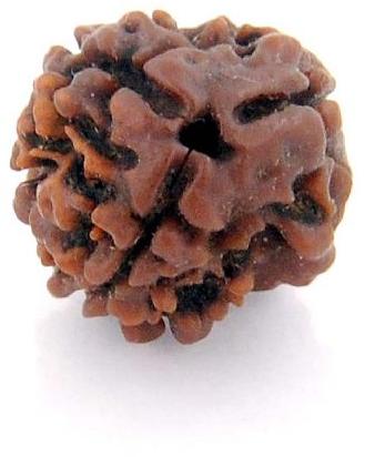 3 Mukhi Rudraksha Original Nepali, Color : Brown