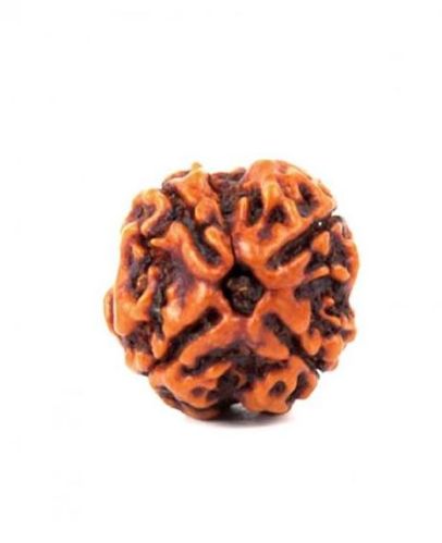 4 Mukhi Rudraksha Original Nepali, Color : Brown