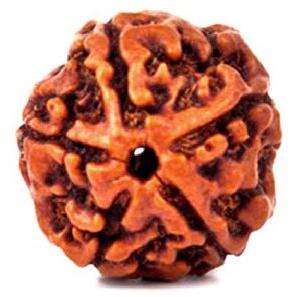 5 Mukhi Rudraksha