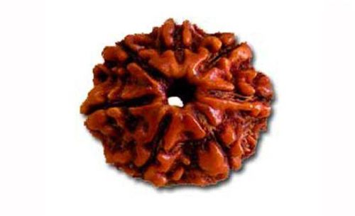 7 Mukhi Rudraksha, Color : Brown