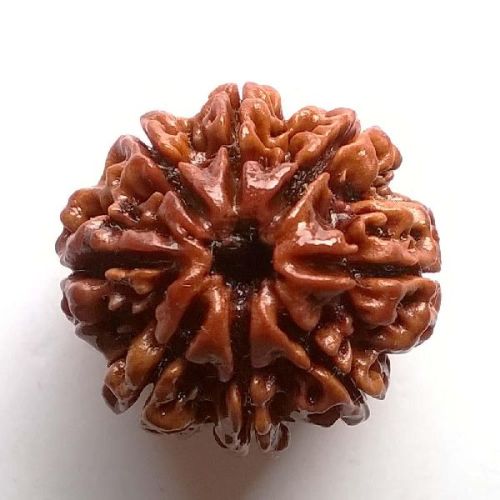 8 Mukhi Nepali Rudraksha