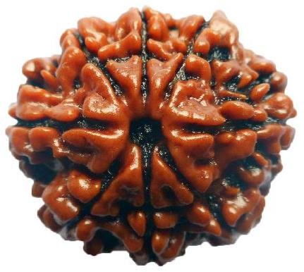 8 Mukhi Rudraksha, Color : Brown