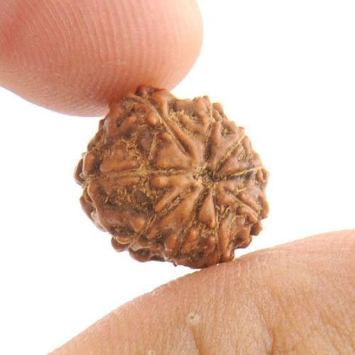 9 Mukhi Rudraksha Original Indonesian, Color : Brown