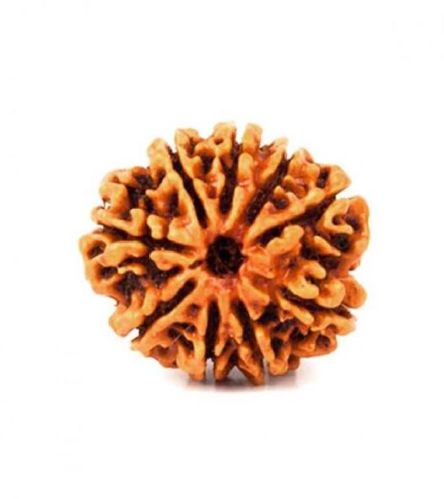 9 Mukhi Rudraksha Original Nepali, Color : Brown