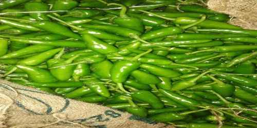 Fresh Green Chilli