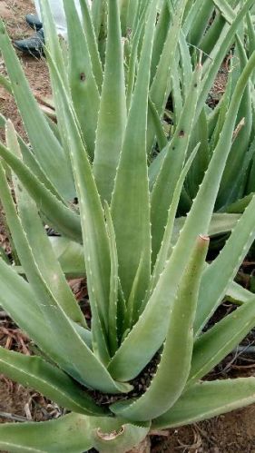 Aloe Vera Leaf