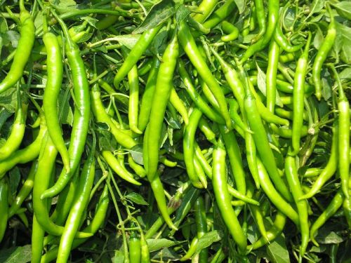 Fresh green chilli, Usage : Spicy