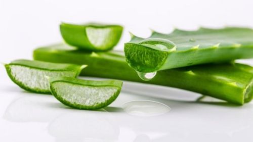 Barbadensis Miller Organic Fresh Aloe Vera Leaves, For Beauty, Medicine, Form : Leaf
