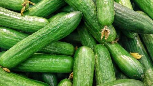 Cucumber