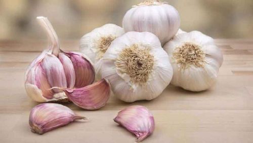 Garlic